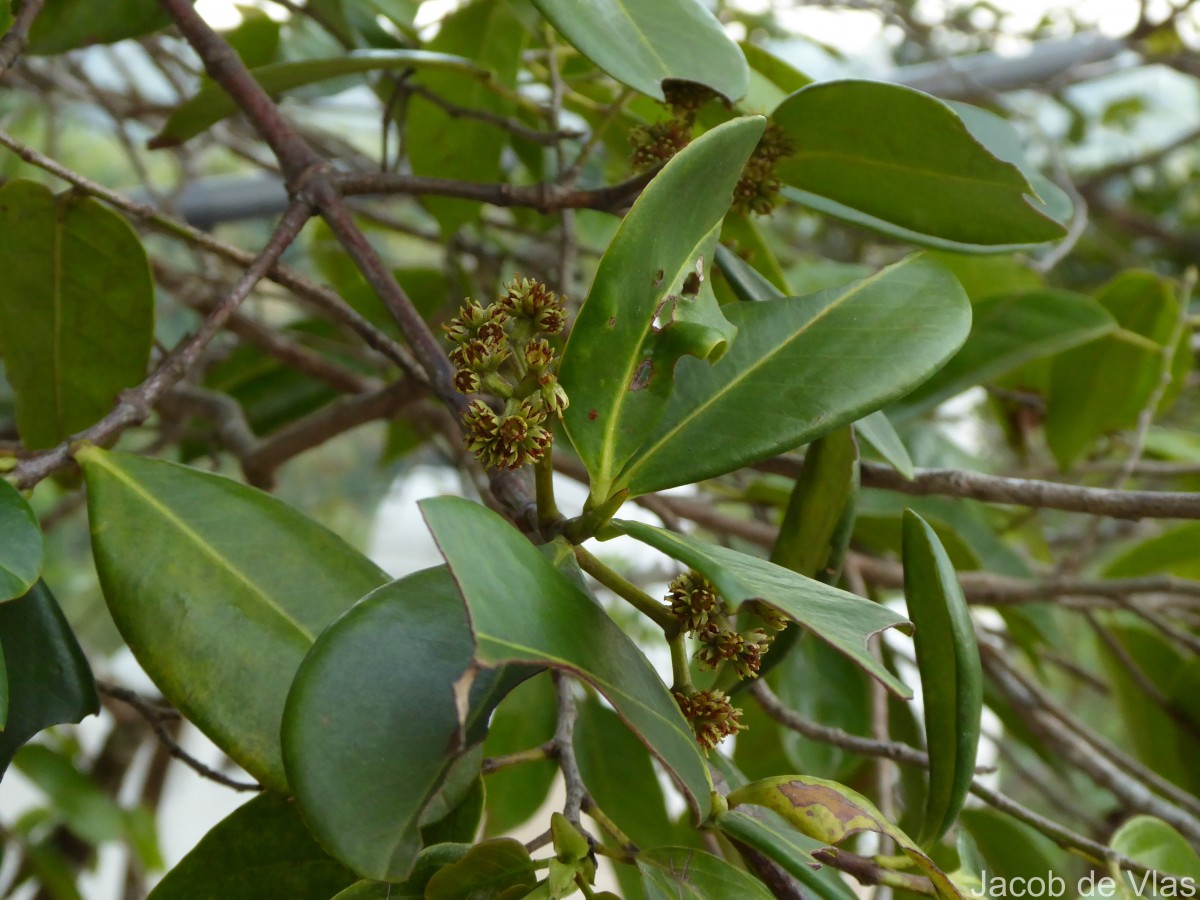 Carallia brachiata (Lour.) Merr.